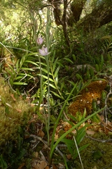 Thelymitra hatchii