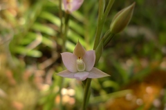 Thelymitra hatchii