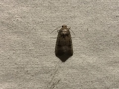 Elaphria fuscimacula