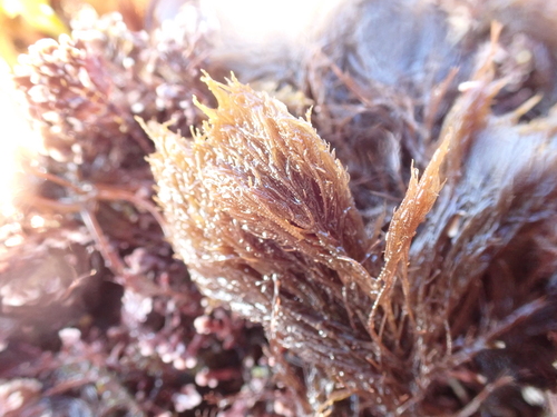 Ceramium strictum observed 2023-05-23