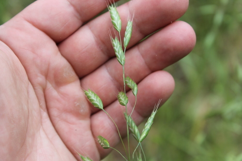 Image of Meadow Brome (Bromus commutatus) by (c) Dominic, some rights reserved (CC BY)