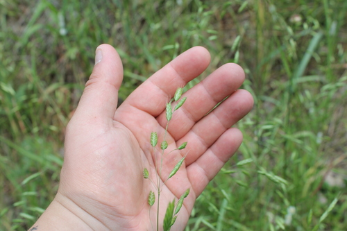 Image of Meadow Brome (Bromus commutatus) by (c) Dominic, some rights reserved (CC BY)