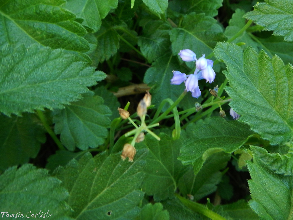 Muscari macbeathianum