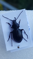 Carabus convexus