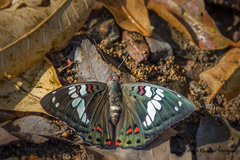 Euthalia lubentina arasada