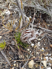 Protea aspera