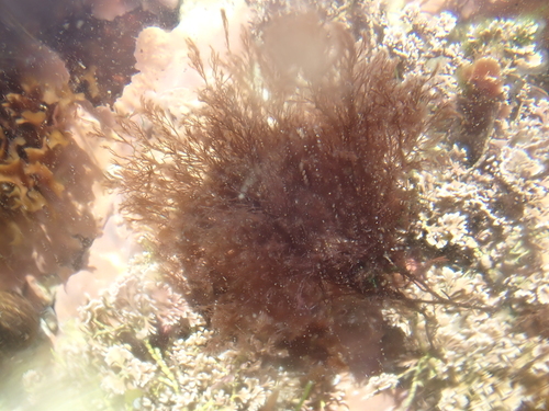 Polysiphonia nigrescens observed 2023-05-23