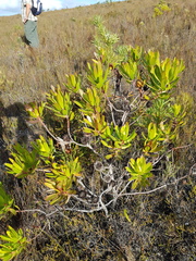 Leucadendron microcephalum