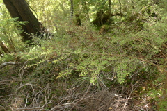 Coprosma microcarpa