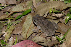 Rhinella bergi