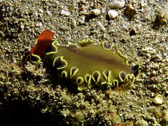 Pseudobiceros flavocanthus