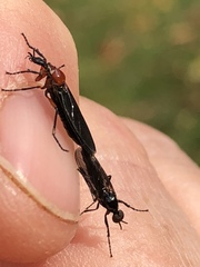 Dilophus serotinus
