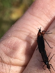 Dilophus serotinus