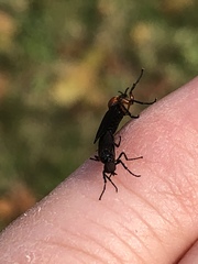 Dilophus serotinus