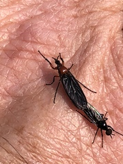 Dilophus serotinus
