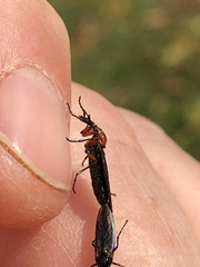 Dilophus serotinus
