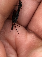 Dilophus serotinus
