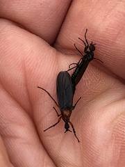 Dilophus serotinus