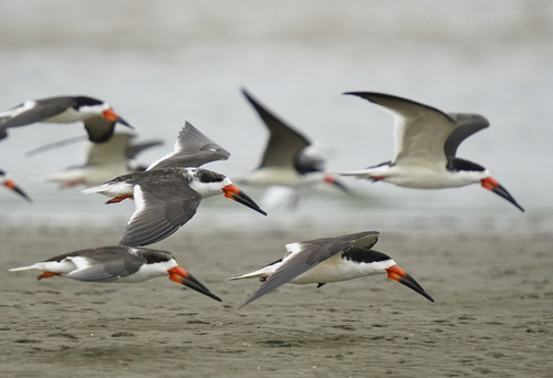 Black Skimmer, Ciudad del Plata, Departamento de San José, Uruguay, photo 10 of 10