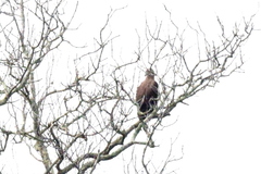 Haliaeetus ichthyaetus