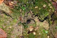 Phaeognathus hubrichti