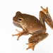Pugnosed Tree Frog - Photo (c) Brian Gratwicke, some rights reserved (CC BY)