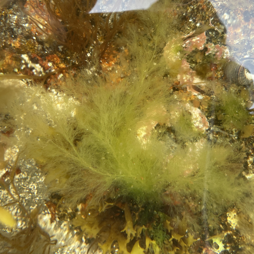 Graceful green hair (Cladophora sericea)