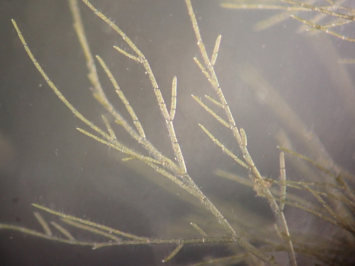 Image of Cladophora sericea by (c) Roger Rittmaster, some rights reserved (CC BY)