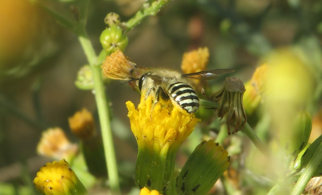 Anthidium peruvianum