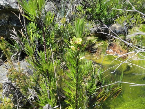 Image of Ixianthes retzioides by (c) linkie, some rights reserved (CC BY)
