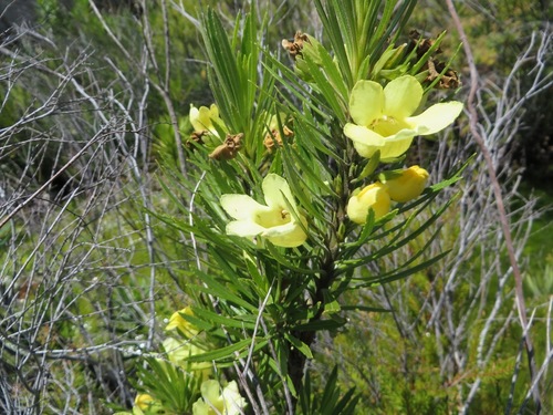 Image of Ixianthes retzioides by (c) linkie, some rights reserved (CC BY)