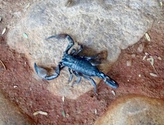 Pandipalpus viatoris