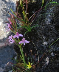 Disa vaginata