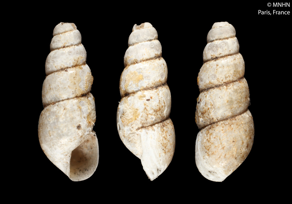Two-toned Awl Snail