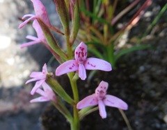 Disa vaginata