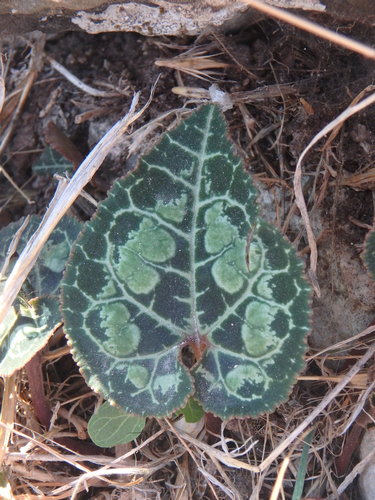 Cyclamen persicum