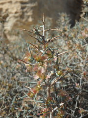 Noaea mucronata