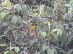 Atlapetes pallidinucha