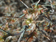 Noaea mucronata