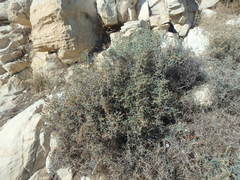 Noaea mucronata