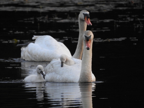 Foto de Mute Swan