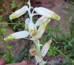 Lachenalia vanzyliae