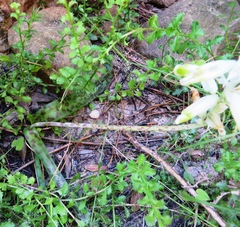 Lachenalia vanzyliae