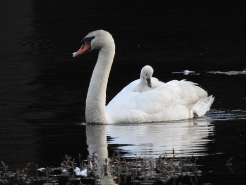 Cisne Vulgar (Cygnus olor)