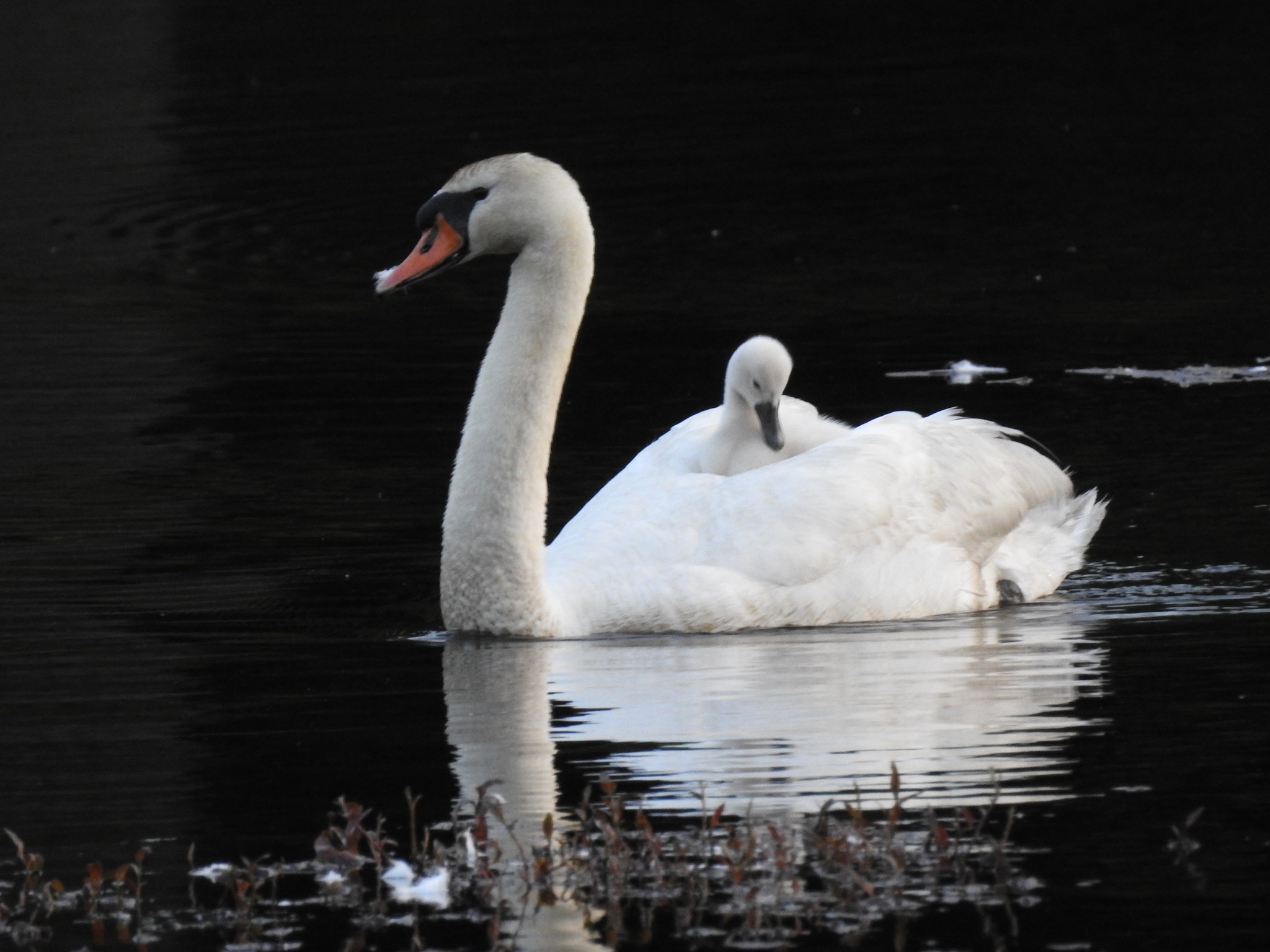 Mute Swan (Cygnus olor)