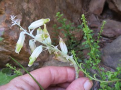 Lachenalia vanzyliae