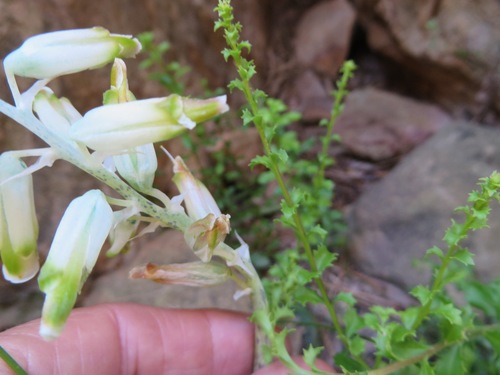 Image of Lachenalia vanzyliae by (c) linkie, some rights reserved (CC BY)