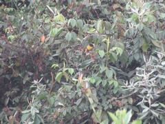 Atlapetes pallidinucha