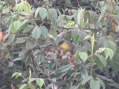 Atlapetes pallidinucha