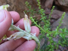 Lachenalia vanzyliae